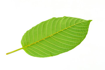 Mitragynina speciosa or Kratom leaf plant isolated on white