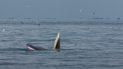 Naklejka premium The Bryde's Whale.