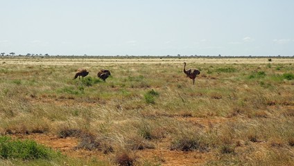 ostrich bird in kenya