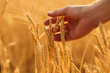 Man working at the wheat field. Wheat flied at sunset © Oleksandr