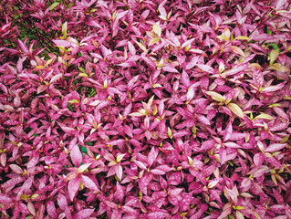 Full Frame Nature Background of Fresh Pink Leaves