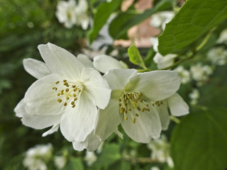 Obraz premium White flowers - Blooming jasmine. Garden decorative shrub.