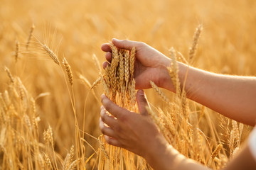Man working at the wheat field. Wheat flied at sunset