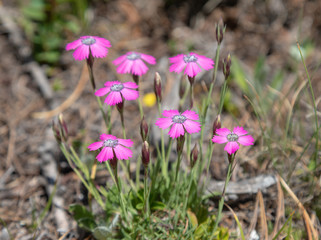 Fiori di montagna