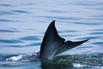 Naklejka premium The Bryde's Whale.