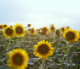 field of sunflowers on a background sunset. Bees working