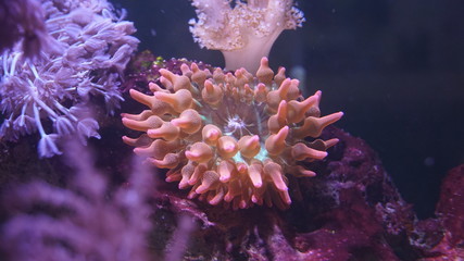 Kupferanemone