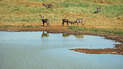 impala in kenya