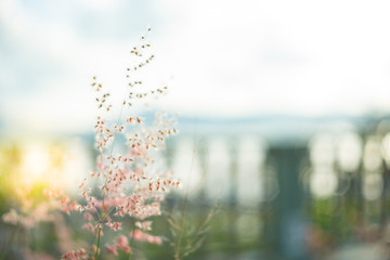 blurred image of glass flower and blurred fence sky background
