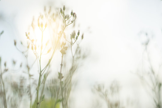 Fototapeta blurred image of glass flower