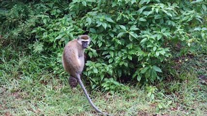 monkey in kenya