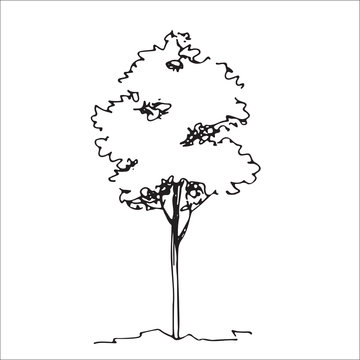 Tree sketch, architect hand drawing, black landscape element