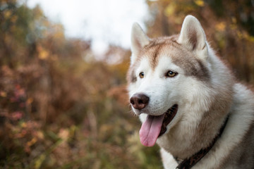 Close-up Portrait of beautiful Siberian Husky in fall season on a forest background.