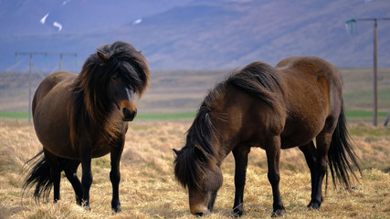 icelandic long hair horses 