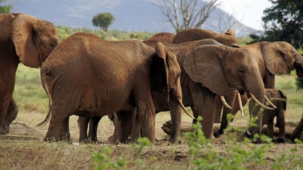 elephants of kenya