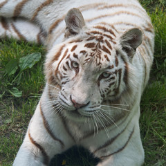 Tigre blanc