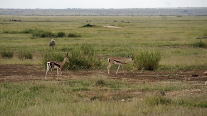gazelle in kenyan savanna