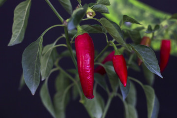 Spicy red chili pepper with green leaves in a pot