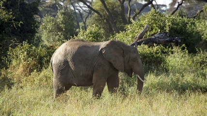 elephants of kenya
