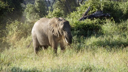 elephants of kenya