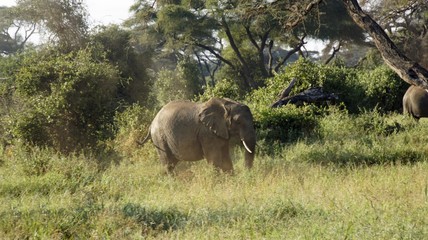 elephants of kenya