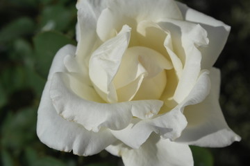 white rose close up