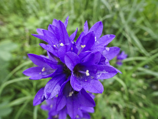 Summer flowers: ultra violet bells