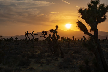 desert, mojave desert, mojave california, california