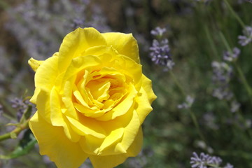 fresh yellow rose