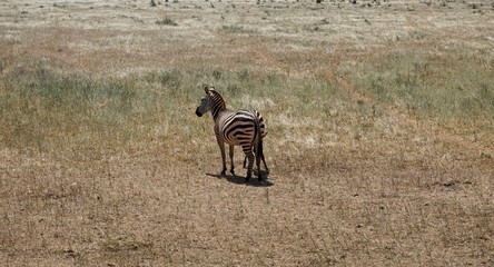 zebra in kenya