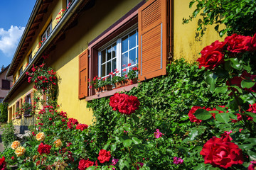 Fototapeta na wymiar Renovated windows in old village house. Blooming roses, summer day.