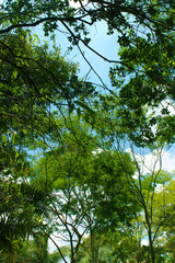 Fototapeta premium Making Oxygen