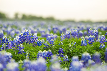Obraz premium Texas wildflower fields