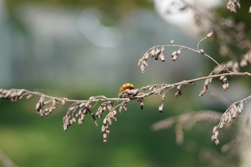 Asiatischer Marienkäfer