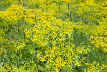 inflorescence of dill on the field