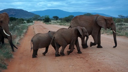 Obraz na płótnie Canvas elephants of kenya