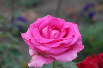 pink rose