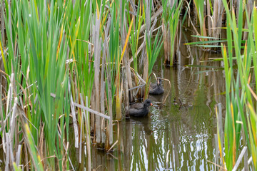 Juvenile moorhen duckling hiding amongst wetland reeds