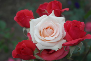 gently pink rose and red roses