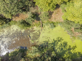 River with algae and duckweed inside forest. - 212629203