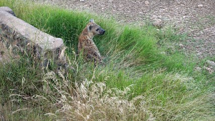 hyena in the kenyan savanna