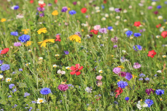 Detail of colorful wildflower meadow in summertime