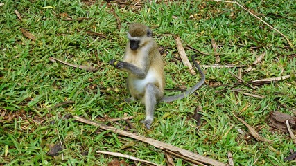 monkey in kenya