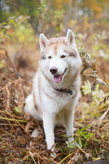 Portrait of Lovely Beige and white dog breed Siberian Husky sitting in fall season on a brightful forest background