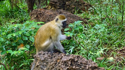 monkey in kenya