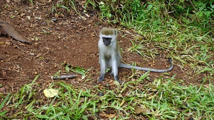 monkey in kenya