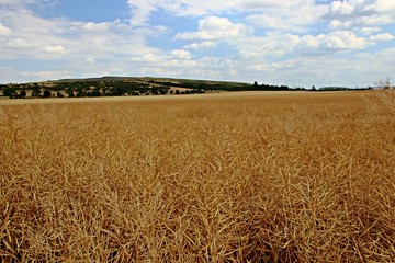 Rapsfeld vor der Ernte