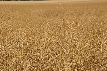 Rapsfeld vor der Ernte