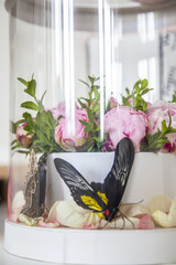 manual of tropical butterfly