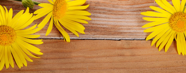 Yellow chamomile on wooden background